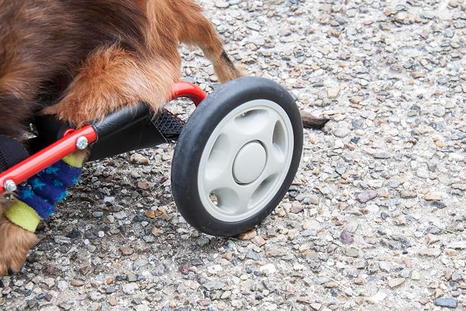 PaletteLife Miniature Dachshund Wheelchair for Back Legs, Adjustable Dog Cart with Wheels, Lightweight Mobility Support, Rear Leg Assistance for Small Dogs